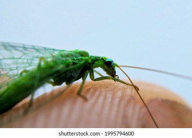 Chrysopidae Insect Macro Image Of Very Large Size, Blurred Background