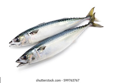 Chub Mackerel