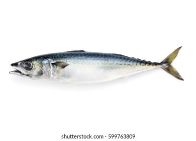 Chub Mackerel