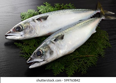 Chub Mackerel