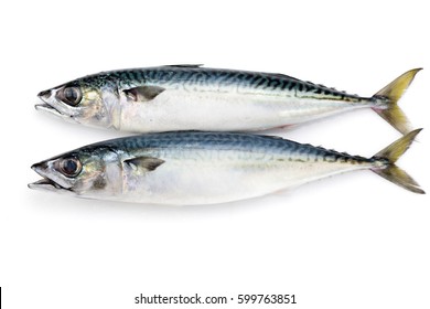 Chub Mackerel