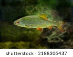 Chub - Squalius cephalus - close up in detail