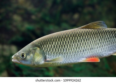 Chub - Squalius Cephalus - Close Up In Detail