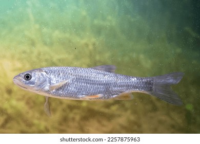 chub swimming in the water - Shutterstock ID 2257875963