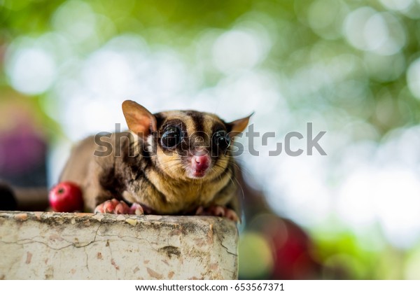 Chubby Adorable Sugar Glider Climb On Stock Photo Edit Now 653567371