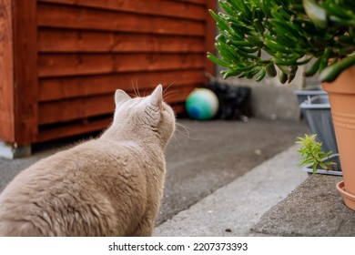 Chubby British Short Hair House Cat Walking Outside Home.