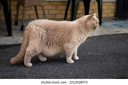 Chubby British Short Hair House Cat Walking Outside Home Checking Out The Situation.