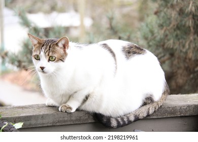 Chubby Cat Relaxing In Balcony 