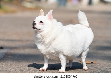 Chubby Fat White Chihuahua Puppy 