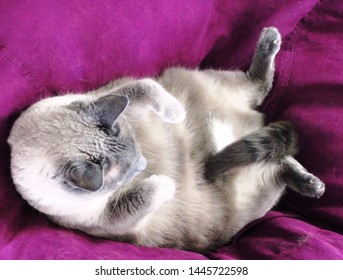 A chubby gray Siamese cat lies on his back and lifts his head to look at his tail between his legs while on a purple bean bag chair.