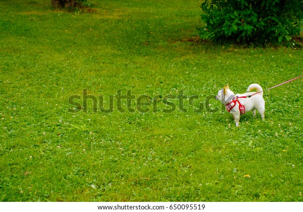 Chubby Light Brown Short Hair Chihuahua Stock Photo Edit Now