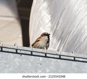 A Chubby Male House Sparrow Sits On The Top Of A Metal Rack.