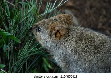 Chubby Quokka Enjoying Foilage 2022 Stock Photo 2154858829 | Shutterstock