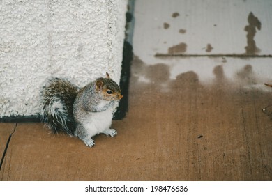 Chubby Squirrel