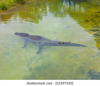 Chuckie The Alligator At The Gulf Coast Zoo In Gulf Shores, Alabama 