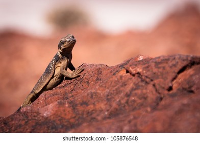 Chuckwalla