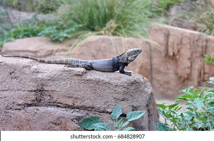 Chuckwalla