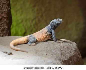 Chuckwalla lizard (Sauromalus) basking on a rock close up portrait
