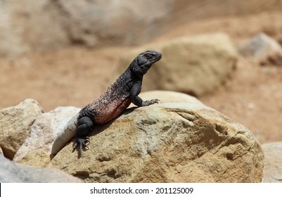 Chuckwalla (Sauromalus Ater) In California Desert, USA