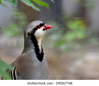 Chukar Partridge