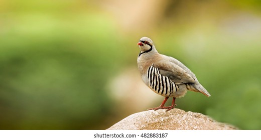 Chukar Partridge