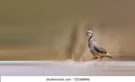 Chukar Partridge