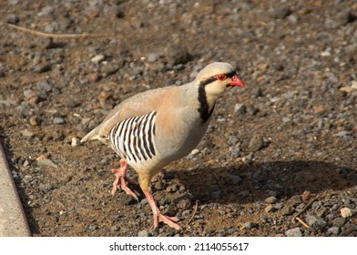 A Chukar Partridge On The Summit Of Haleakala On Maui, Hawaii