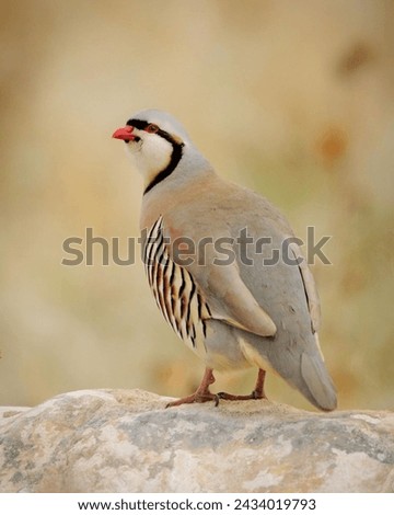 A Chukar stands watch on a rocky outcrop on Antelope Island, Utah. Chukar are large partridge native to Asia