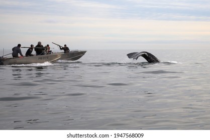 Chukotka, Russia - September 9, 2011. Arctic sea hunters with harpoons during a traditional whale hunt. Eskimo whalers on motor boats hunt a gray whale. Hunting of the indigenous peoples of the Arctic