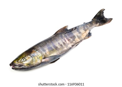 Chum Salmon