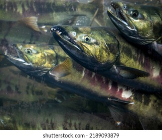 Chum Salmon Become Distorted And Can Literally Lose Body Parts As They Migrate Upstream To Spawn.  These Fish Are Being Held In A Pool And Will Have Eggs And Milt Removed For Use In The Hatchery.