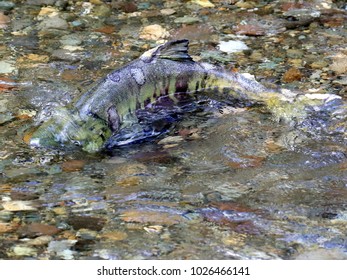 Chum Salmon In A Creek