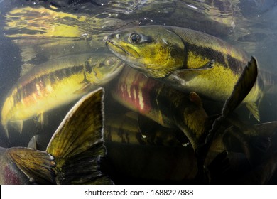 Chum salmon goes to spawn - Shutterstock ID 1688227888