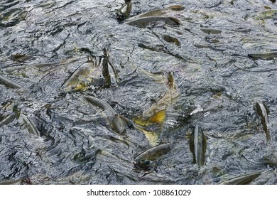 Chum Salmon In A Holding Tank