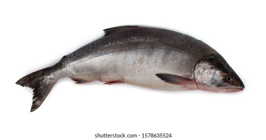 Chum Salmon Isolated On White