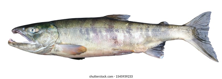 Chum salmon Oncorhynchus keta isolated on white background. Alive delicious salmon fish closeup. - Shutterstock ID 1545939233