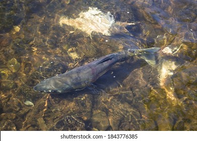 Chum salmon ( Oncorhynchus keta ) return from the sea to fresh water to breed. Iska river. Khabarovsk region, far East, Russia. - Shutterstock ID 1843776385