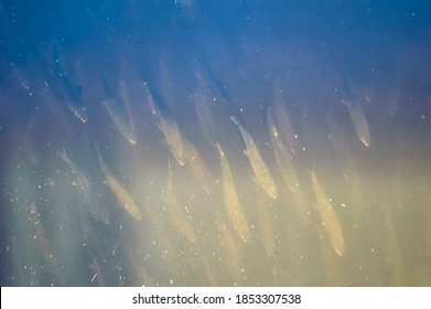 Chum Salmon ( Oncorhynchus Keta ) Swims Down To Spawn. Iska River. Khabarovsk Krai, Far East, Russia.