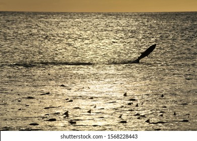 Chum Salmon In Pacific Ocean.