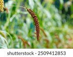 Chumiza, black rice , millet ( lat. Setaria italica subsp. italica ) is a forage and grain crop, an annual cultivated plant of the family Cereals, or Poaceae