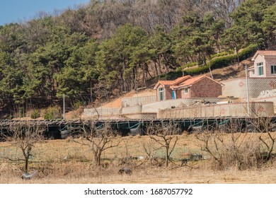 Chungju, South Korea; March 22, 2020: Newly Constructed Single Family Homes On Hill Behind Large Ginseng Crop And Row Of Trees.