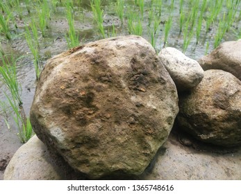 chunks of rock in the middle of rice fields