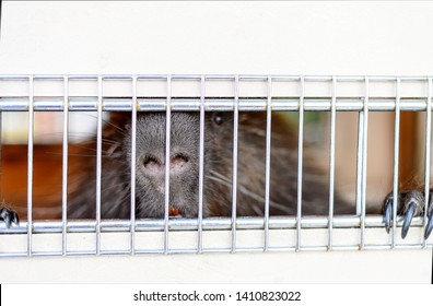 Chunky And Curious Adult Porcupine Rodent In A White Cage Close-up Looking Thru A Narrow Window