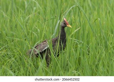 Tropical Grassland Images, Stock Photos u0026 Vectors  Shutterstock