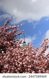 church dome against the background of sakura trees