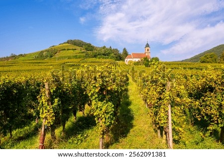 Church surrounded by Vineyards in Orschwiller Alsace France