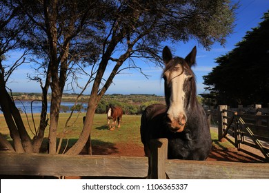 Churchill Island Farm