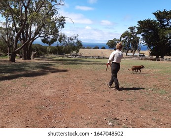 Churchill Island Victoria Australia 02/12/2020 Working Dog Show 