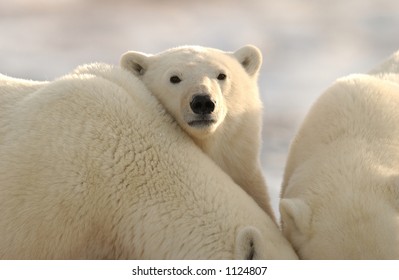 Churchill Northern Manitoba Town And Surroundings Polar Bear