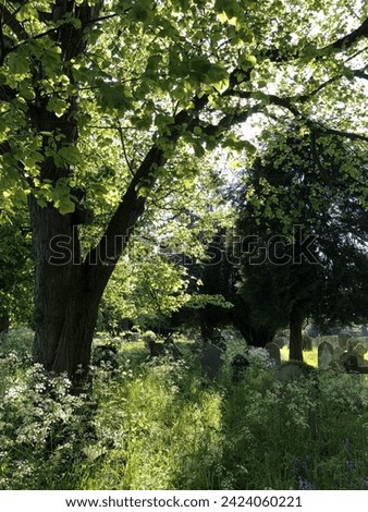Churchyard with grave stones and evening light in summer, Masham, North Yorkshire, England, United Kingdom